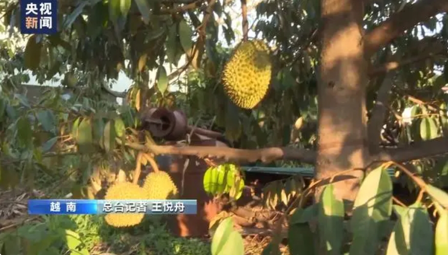 極端天氣重創(chuàng)越南咖啡產(chǎn)業(yè) 高溫少雨致主要經(jīng)濟(jì)作物減產(chǎn)